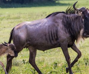 BANNER-iStock_MigrationWildlife_Calving2