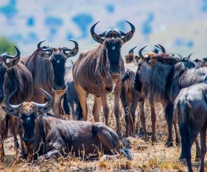 Great-Migration-e1652075516676