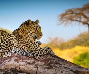 Leopard-01