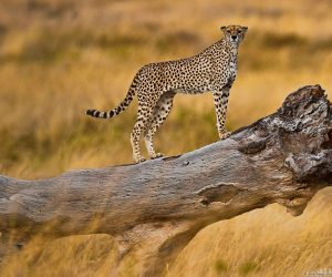 cheetah-in-serengeti-tanzania-1080P-wallpaper