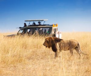 lion-safari-jeep-africa-shutterstock_520053802