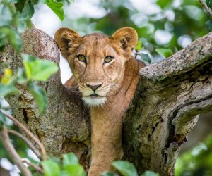 lioness-is-lying-big-tree_265142-5103